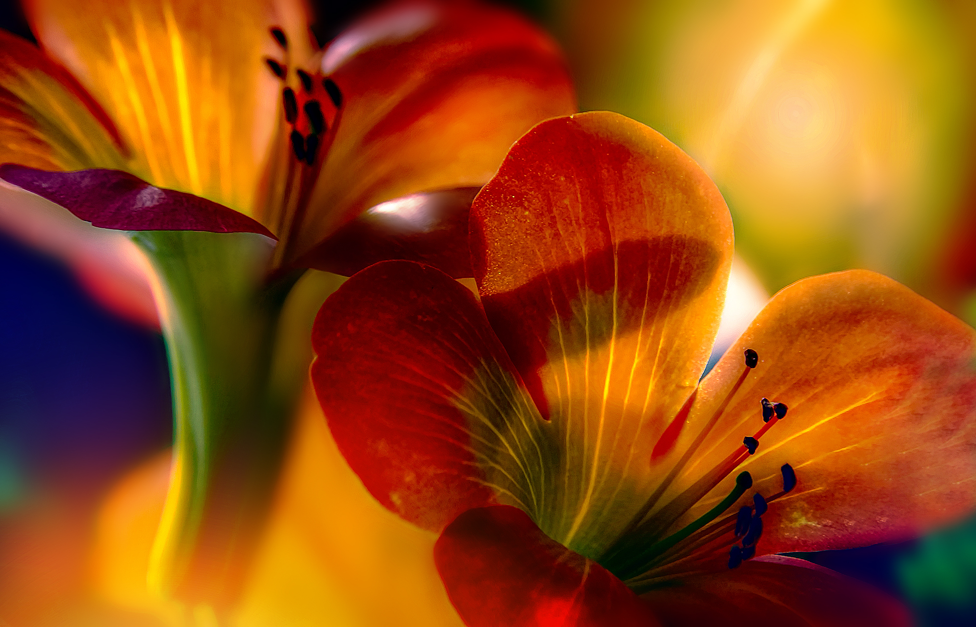 airootfs/usr/share/backgrounds/ray_bilcliff/Flowers_(image_by_Ray_Bilcliff).jpg